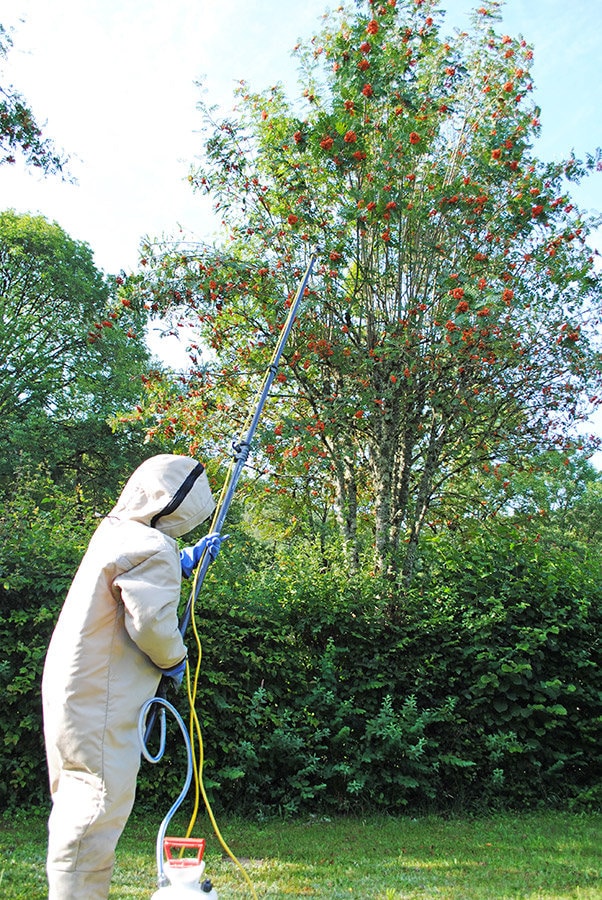 Intervention Nid de frelons asiatiques dans le Nord Intervention Nid de frelons asiatiques dans le Nord
