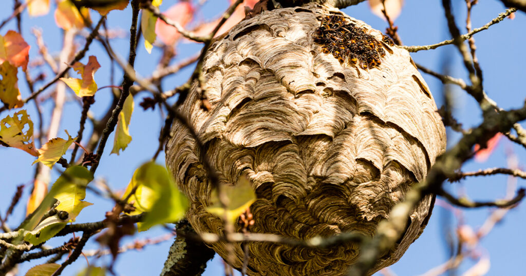 Nid de frelons asiatiques