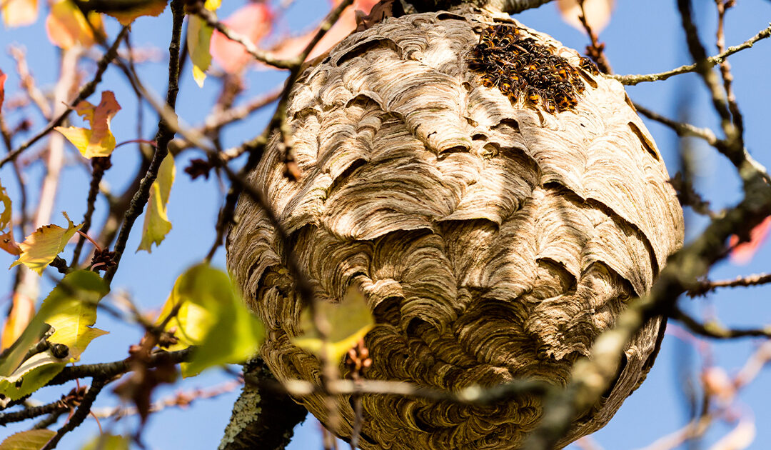 Pourquoi faire appel à un professionnel pour détruire un nid de frelons ?