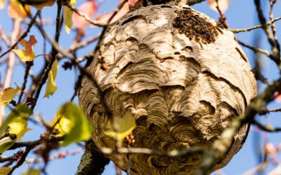 Pourquoi faire appel à un professionnel pour détruire un nid de frelons ?