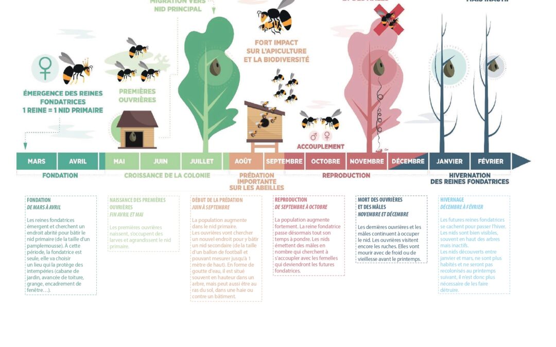 Cycle de vie des frelons : comprendre pour mieux prévenir et intervenir