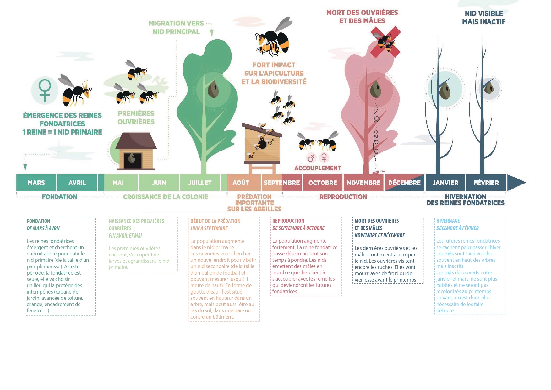 Nid de frelons asiatiques