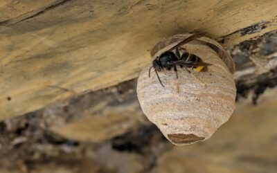 Destruction de nid de frelons au printemps : pourquoi agir dès fin février ?
