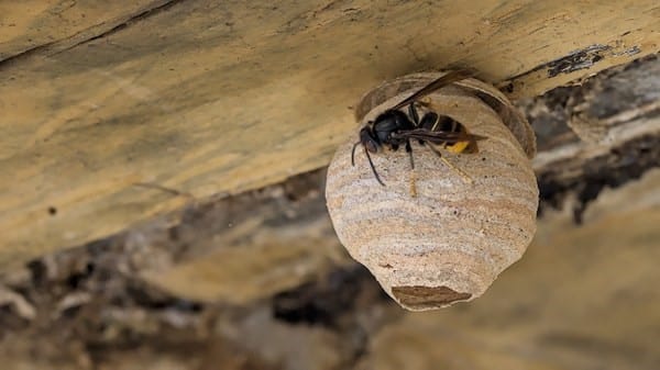 Destruction de nid de frelons au printemps : pourquoi agir dès fin février ?