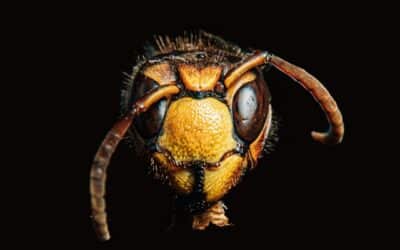 Le danger du frelon asiatique