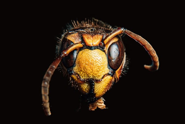 Le danger du frelon asiatique