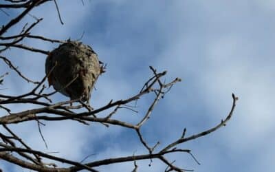 Que faire si vous trouvez un nid de frelons ?