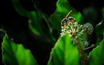 Comment reconnaître un frelon asiatique ?